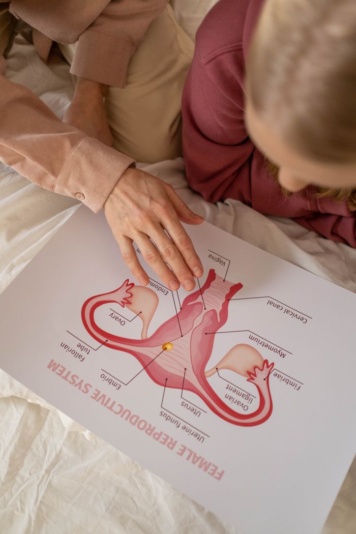 Close-up of hands pointing at a female reproductive system diagram during an educational session.